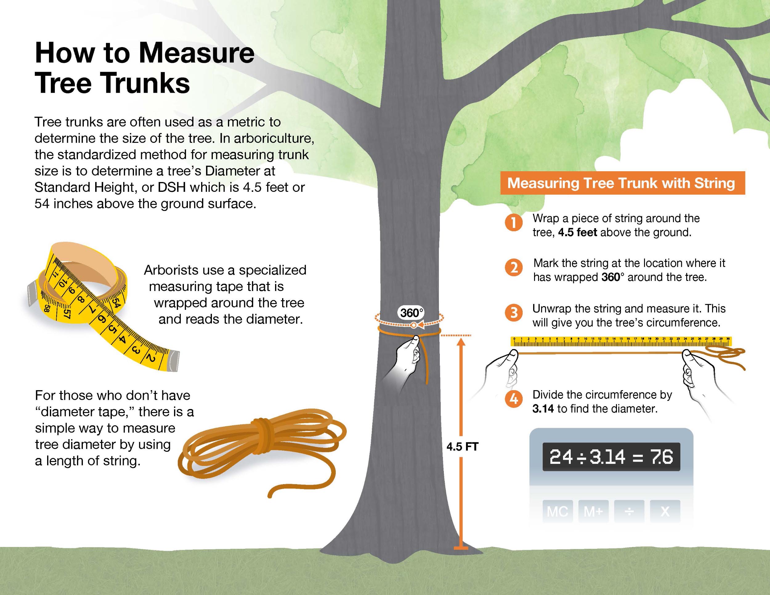 An illustrated guide titled 'How to Measure Tree Trunks'. It explains the standardized method for measuring trunk size by determining a tree's Diameter at Standard Height (DSH), which is 4.5 feet or 54 inches above the ground surface. The left side of the image shows a yellow measuring tape and mentions that arborists use a specialized measuring tape that reads the diameter when wrapped around the tree. The right side provides steps for measuring a tree trunk with a string: Wrap a piece of string around the tree, 4.5 feet above the ground. Mark the string at the location where it wraps 360° around the tree. Unwrap the string and measure it to get the tree’s circumference. Divide the circumference by 3.14 to find the diameter. An illustration shows a person wrapping a string around a tree trunk, marking it, and measuring the string with a ruler. An example calculation shows a circumference of 24 inches divided by 3.14, resulting in a diameter of 7.6 inches.