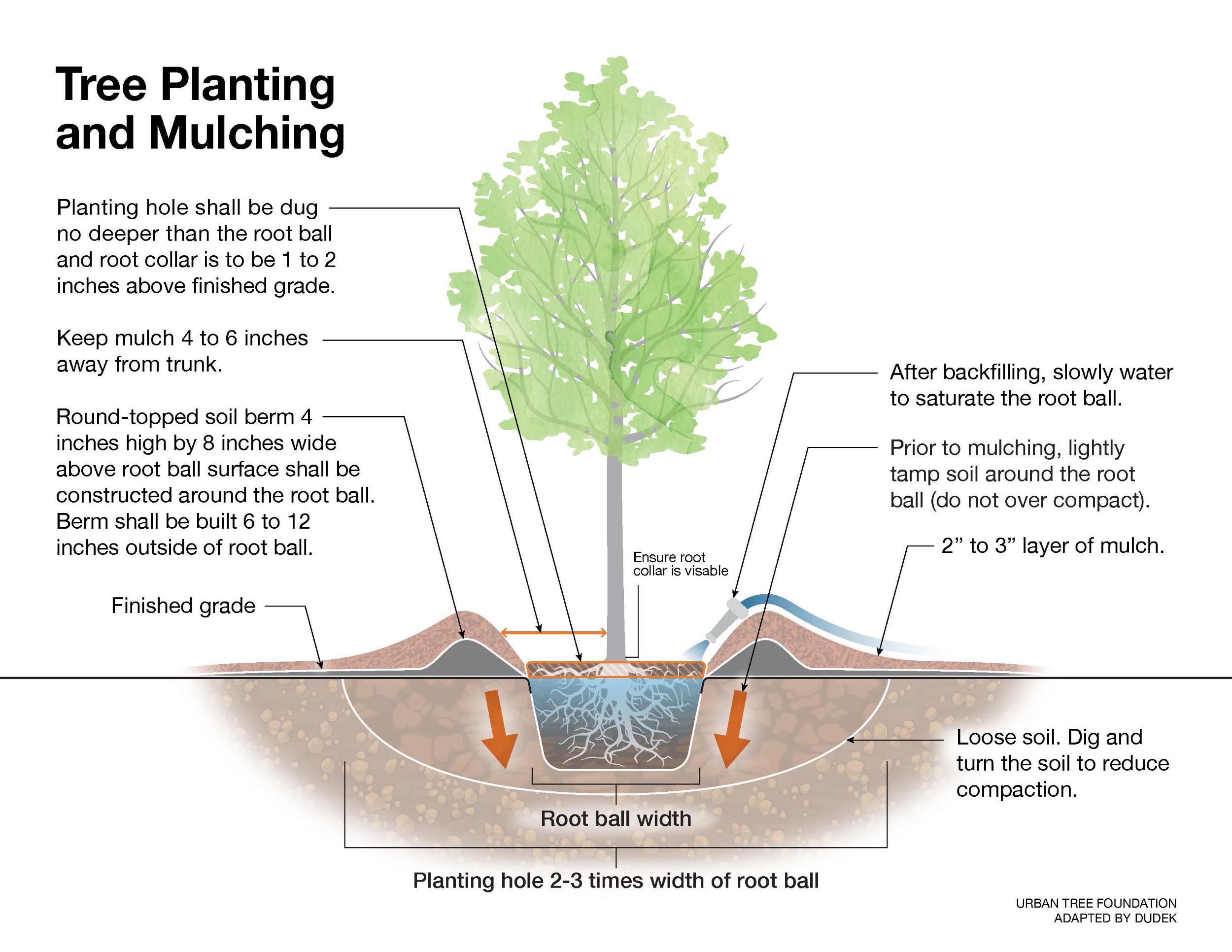 An illustrated guide titled 'Tree Planting and Mulching'. The image details the steps for planting a tree and applying mulch. Key points include: