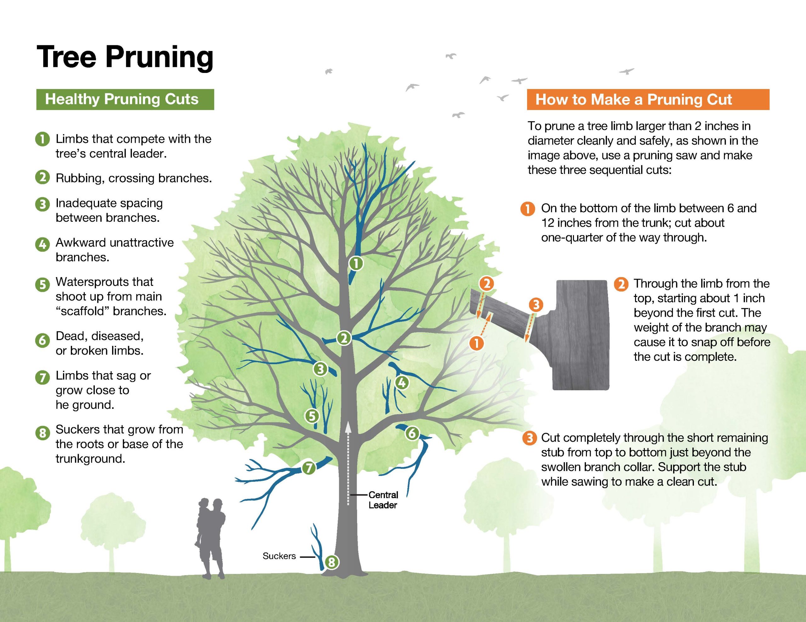 An illustrated guide titled 'Spacing Guidelines for Street Trees'. The image provides information on the minimum distances that trees should be planted from various street elements. Key guidelines include: